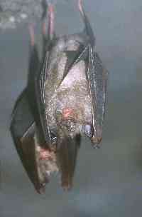 tranorinolofos-Rhinolophus ferrumequinum.jpg